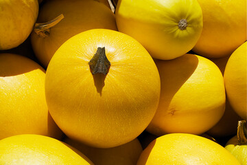 an yellow pumpkin like melon among the same pumpkins on a sunny day