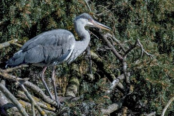 Gray Heron 12