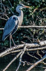 Gray Heron 11
