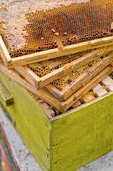 Honeycomb full of honey inside wooden frames in apiary