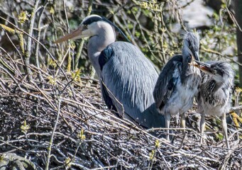 Heron Chicks 17