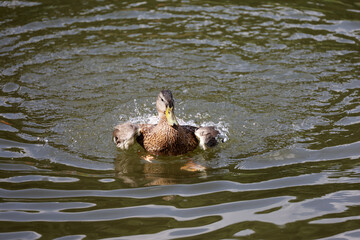 Mallard duck splashing in water. Female duck on a lake in summer
