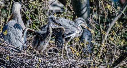 Heron Chicks 7