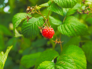 ripe red raspberry on a branch with the green leaves