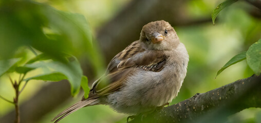 portrait of a house sparrow