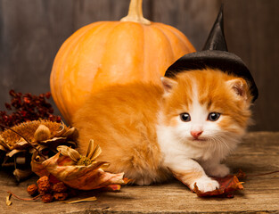 halloween pumpkin jack-o-lantern and ginger kitten on black wood background