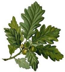 green oak branch