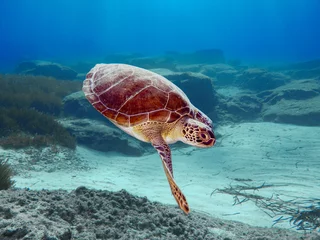 Schilderijen op glas Groene zeeschildpad uit Cyprus - Chelonia mydas © Sakis Lazarides