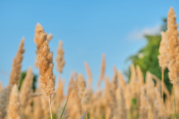 Fototapeta premium Selective soft focus of dry grass, blurred autumn background against a blue sky, reed stalks fluttering in the wind in the golden light of a sunset. Nature, summer, grass concept