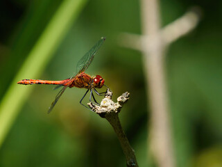 A red-veined darter perched on a woody plant stem in strong, hot sunshine, ahead of a de-focused woodland background.