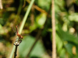 A red-veined darter dragonfly in bright sunlight, poised on the tip of a plant stem, about to launch into the air and take flight.