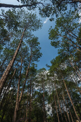 Pine trees in the forest , their branches against a blue sky, a perspective view from the bottom...