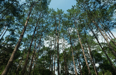 Pine trees in the forest , their branches against a blue sky, a perspective view from the bottom up.On Thung Salaeng Luang, Thailand.for nature study, to make nature background.