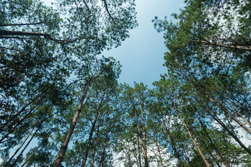 Pine trees in the forest , their branches against a blue sky, a perspective view from the bottom...