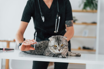 With syringe. Conception of vaccination. Scottish fold cat is in the grooming salon with female...