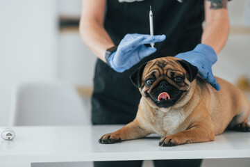 Woman holding syringe. Pug is in the grooming salon with veterinarian that is in black clothes