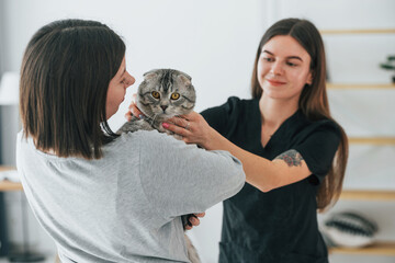 Owner visiting veterinariran. Scottish fold cat is in the grooming salon