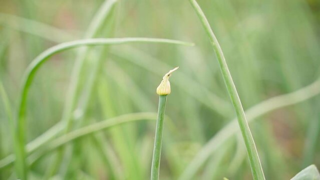 Arrow of onion close-up with a blurred background. Plantation with growing onions. Smooth slow parallax