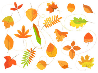 autumn set of 20 leaves of different tree species, yellow, red, orange, isolated on white background, decorative elements