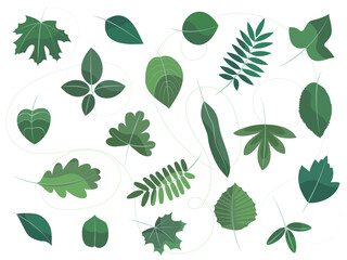 set of 20 leaves of different types of trees, green, isolated on a white background, decorative elements