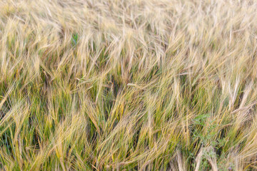 An ear of rye or wheat in the field. rye meadow moving on the wind, close-up, selective focus. Young wheat, a field of decorative spike ears