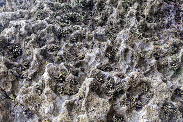barnacles on a beach in northern spain, in asturias