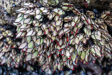 barnacles on a beach in northern spain, in asturias