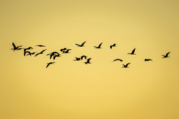 Flock of Glossy Ibis at sunset in the Albufera of Valencia natural park.