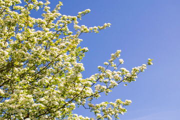 blossoming apple tree