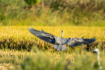 Gray heron landing between rice fields in the Albufera of Valencia natural park. - 521053016