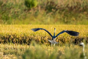 Gray heron landing between rice fields in the Albufera of Valencia natural park. - 521053034
