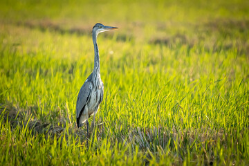 Gray heron between green rice fields in the Albufera of Valencia natural park. - 521053057
