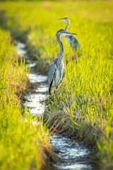 Gray heron between green rice fields in the Albufera of Valencia natural park. - 521053079