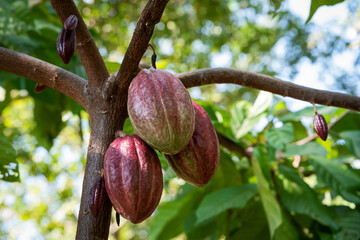 Large bunch of fresh cocoa pods Criollo, Forastero, Trinitario, cocoa beans from the tree.