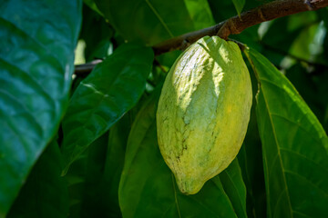 Close-up of the plant's fresh cacao pods, Criollo, Forastero, Trinitario, and cocoa beans.