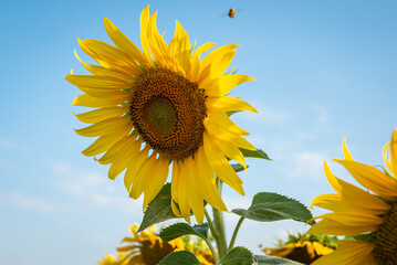 close-up, giant yellow sunflower in full bloom