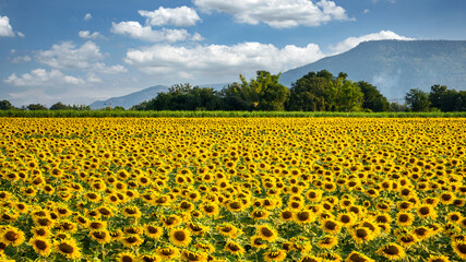 A bright yellow sunflower field in full bloom and a blue sky