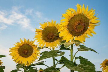 close-up, giant yellow sunflower in full bloom
