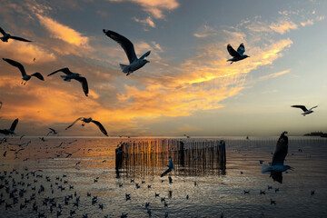 the sunset at Bang Pu, There are lots of seagulls flying, Recreation Center, Thailand.