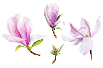 Watercolor magnolia flowers set. It's perfect for greeting cards, wedding invitation, wedding design. Watercolor botanical illustration.