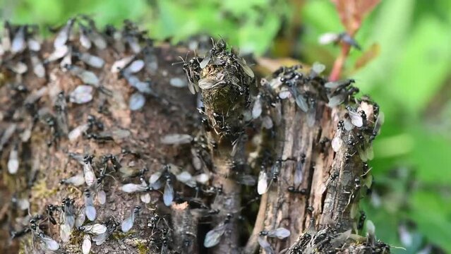 Fourmilière de Lasius fuliginosus - Fourmi noire des bois
