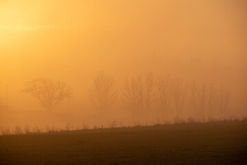 misty morning in the forest