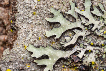 lichen on tree