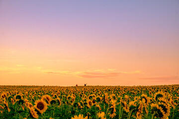 A walk in the field of sunflowers at sunset and golden hour. A romantic couple on the sunflower field at sunset