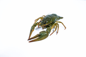 One live crayfish on white background. Catching crayfish for human consumption.