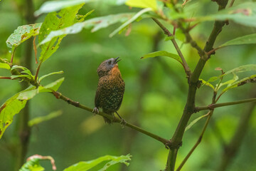 Rufous-throated wren-babbler (Spelaeornis caudatus) at Bijonbari, Darjeeling, India