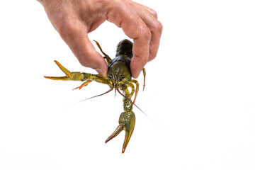Man's hand holds a one live green crayfish. White background. Catching crayfish for human consumption.