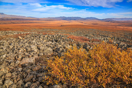 Arctic Tundra And Scrub Willow, Northest Territories