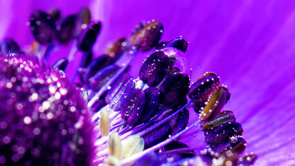 The inside of the flower is bright in color. Stock footage. A bright flower in the water on which...