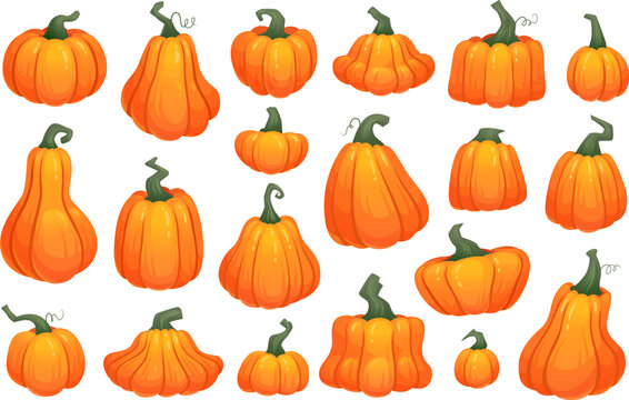 Cartoon crop squash. Pumpkin gourd fresh organic vegetable, orange autumn harvest simple fall pumpkins Thanksgiving or Halloween, pictogram flat icon ingenious vector illustration